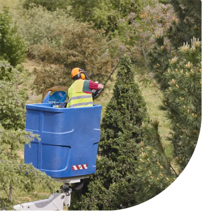 Gardener pruning trees for maintenance